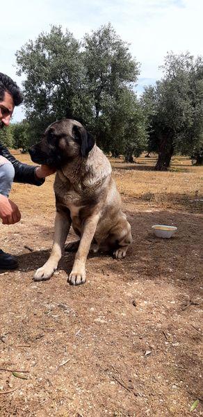 Gigio, Splendido Gigante Buono Chiuso In Canile
